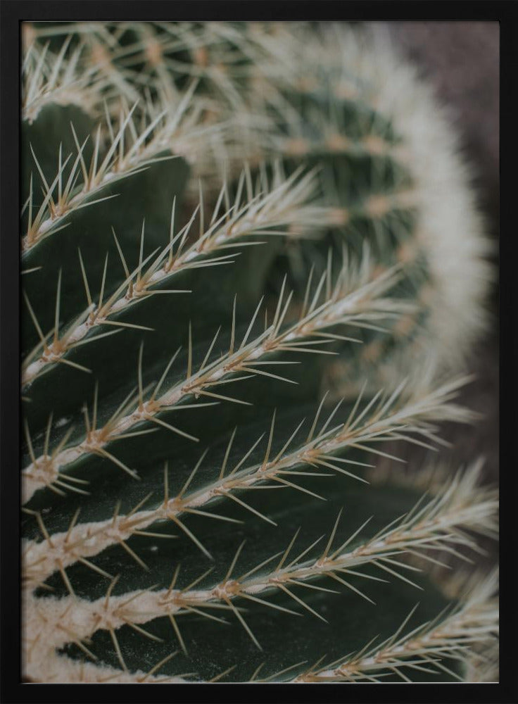 Cactus II Poster