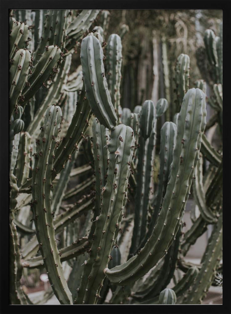 Desert Cactus Poster