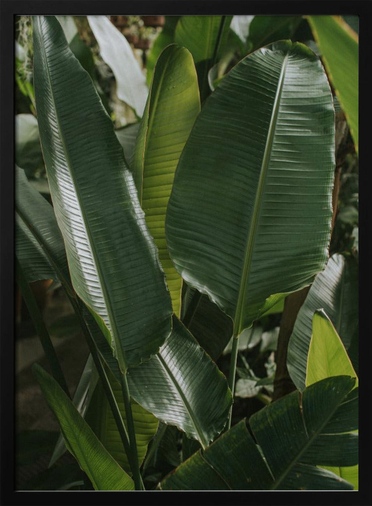 Banana Leaves Poster