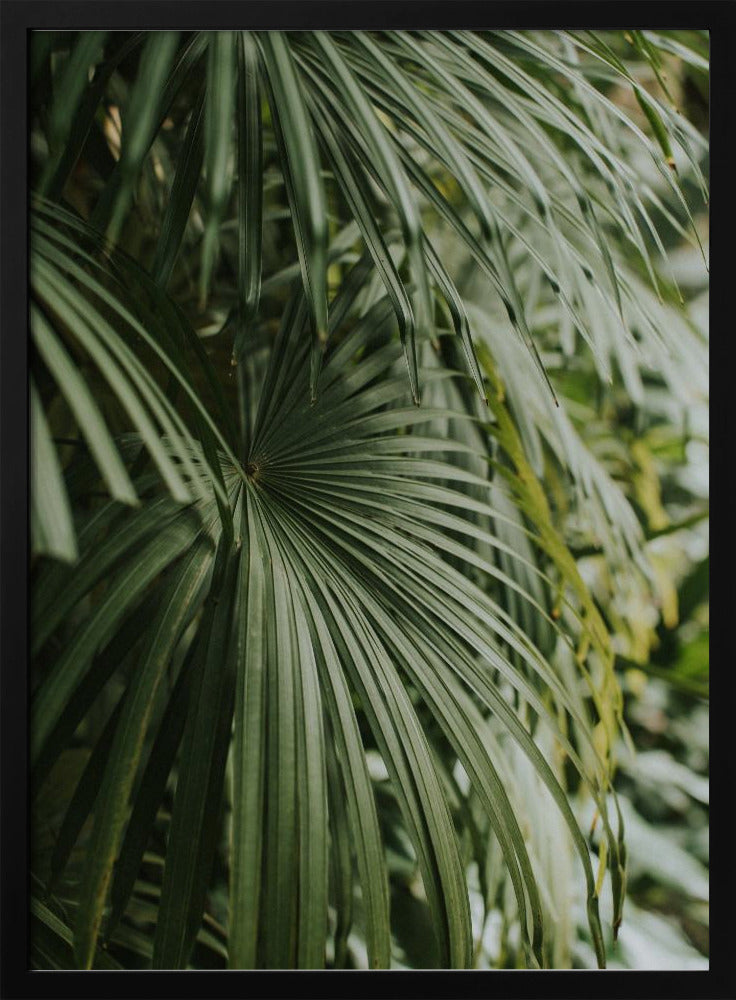 Areca Palm Poster