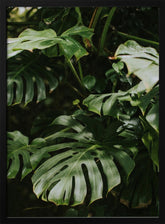 Monstera Leaves Poster