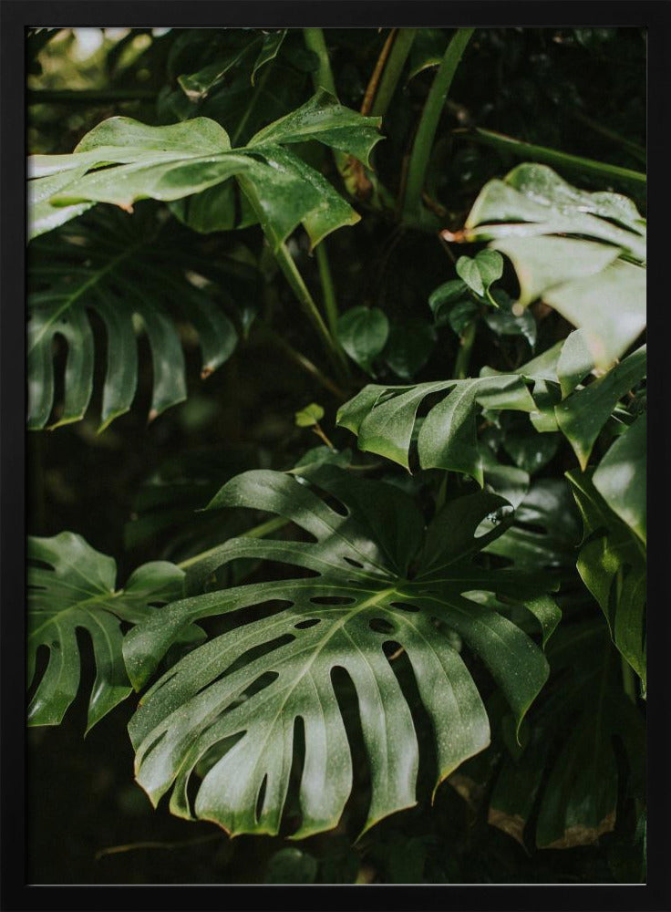 Monstera Leaves Poster