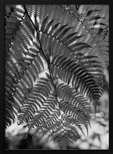 Fern in Black White Poster