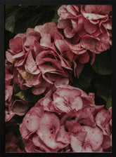 Old Pink Hydrangeas Poster