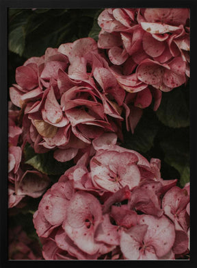 Old Pink Hydrangeas Poster