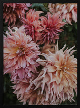 Pink Dhalias Poster