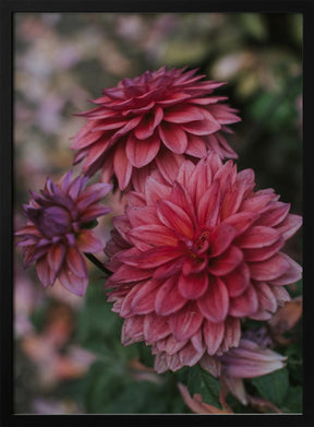 Dark Pink Dhalias Poster