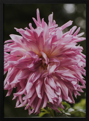 Light Pink Dhalia Poster