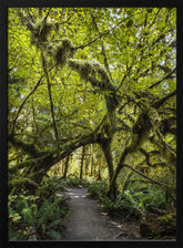 Path trough the amazing Hoh Rainforest, Olympic National Park Poster