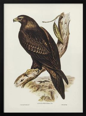 Wedge Tailed Eagle Poster