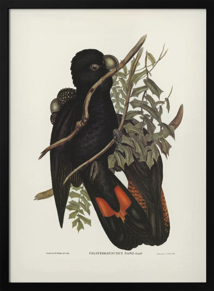 Western Black Cockatoo Poster