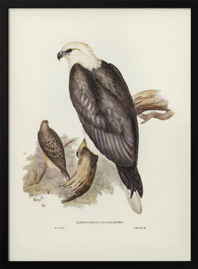 White Bellied Sea Eagle Poster