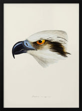 White Headed Osprey Poster