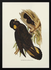 Yellow Eared Black Cockatoo Poster