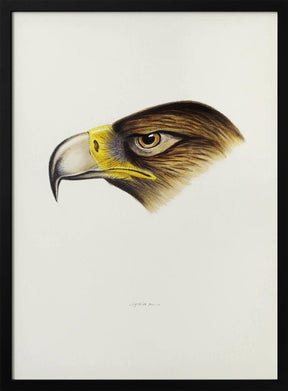 Wedge Tailed Eagle Poster