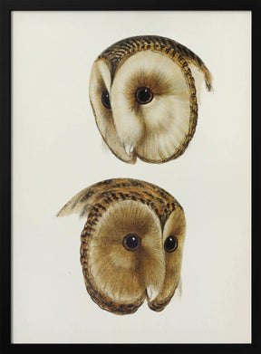 Masked Barn Owl Poster