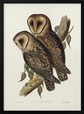 Masked Barn Owl Poster