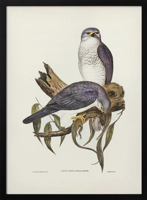 New Holland Goshawk Poster