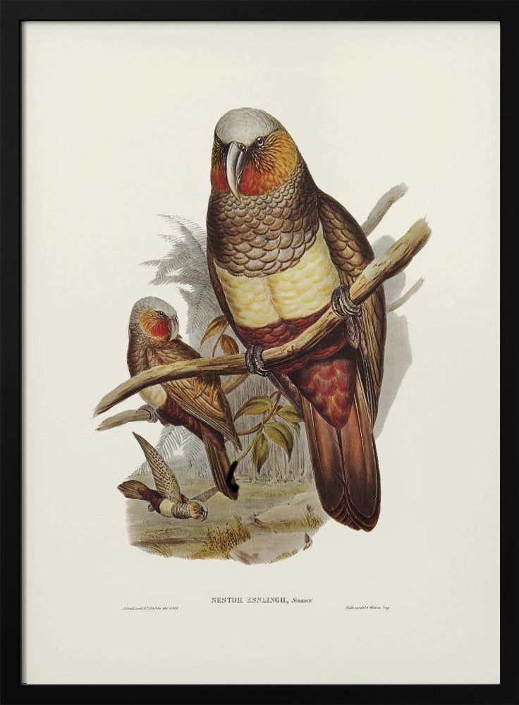 Prince of Essling&#039;s Parrot Poster