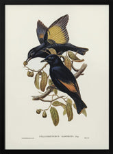 Rawnsley&#039;s Bower Bird Poster