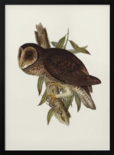 Sooty Owl Poster