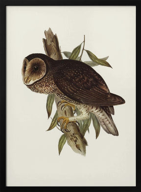 Sooty Owl Poster