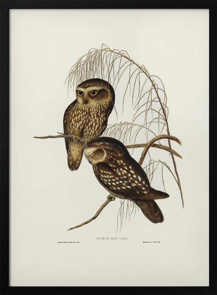 Spotted Owl Poster