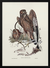 Square Tailed Kite Poster