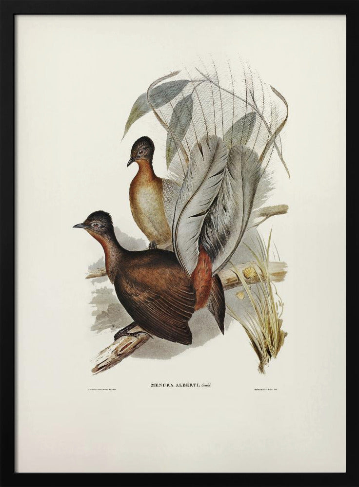 Albert Lyre Bird Poster