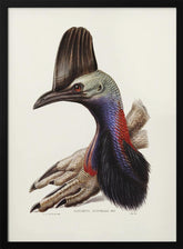 Australian Cassowary Poster