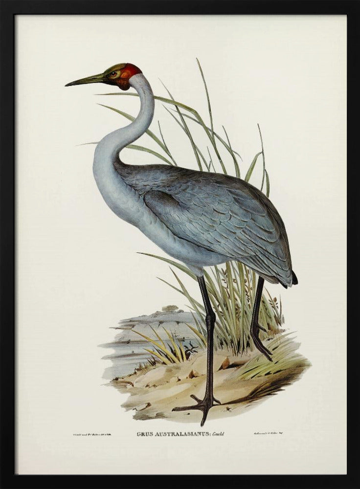 Australian Crane Poster