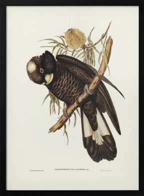 Baudin&#039;s Cockatoo Poster