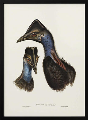 Bennett&#039;s Cassowary Blue Poster