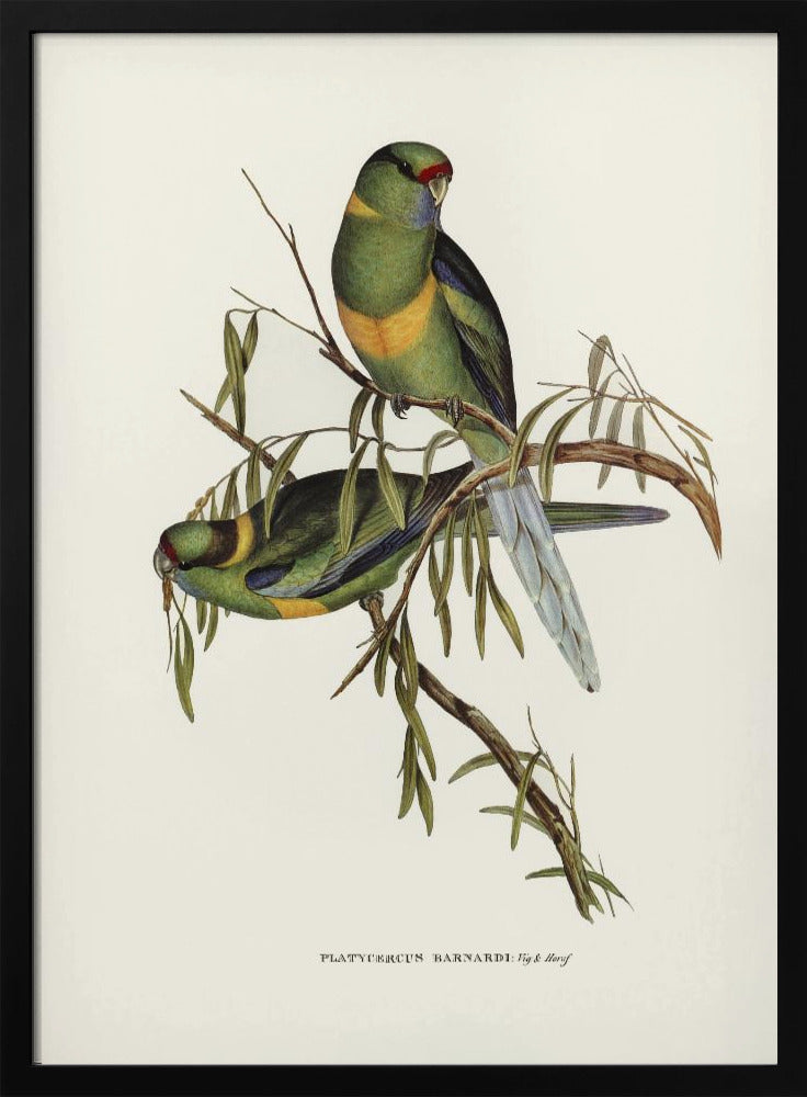 Black Tailed Parakeet Poster