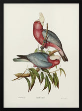 Cacatua Eos Poster