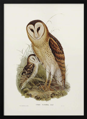 Grass Owl Poster