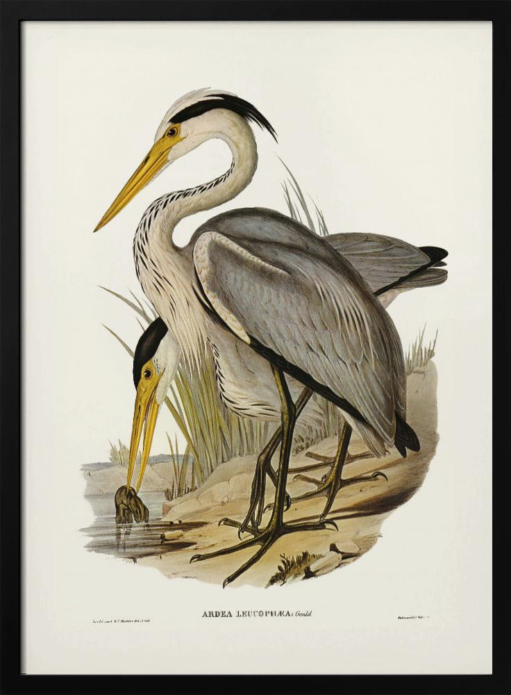 Great Grey Heron Poster