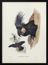 Great Palm Cockatoo Poster