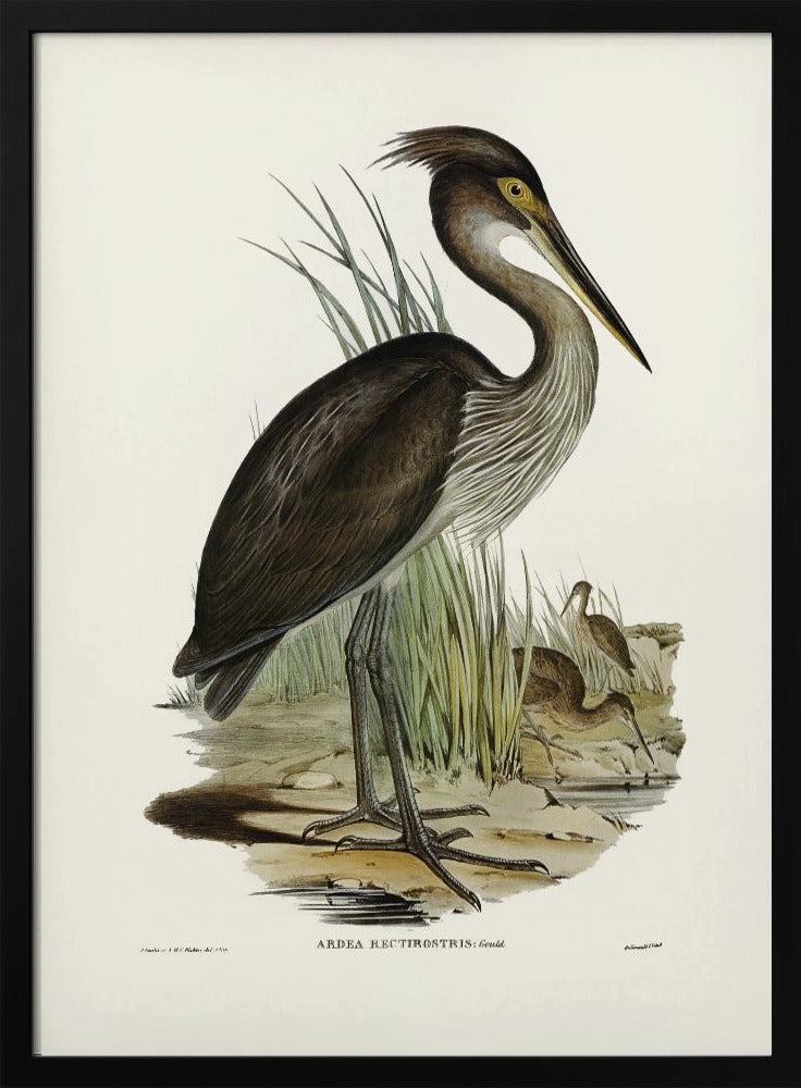 Great Billed Heron Poster