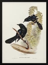 Keraudren&#039;s Crow Shrike Poster