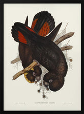 Leach&#039;s Cockatoo Poster