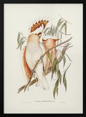 Leadbeater&#039;s Cockatoo Poster