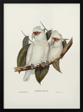 Long Billed Cockatoo Poster