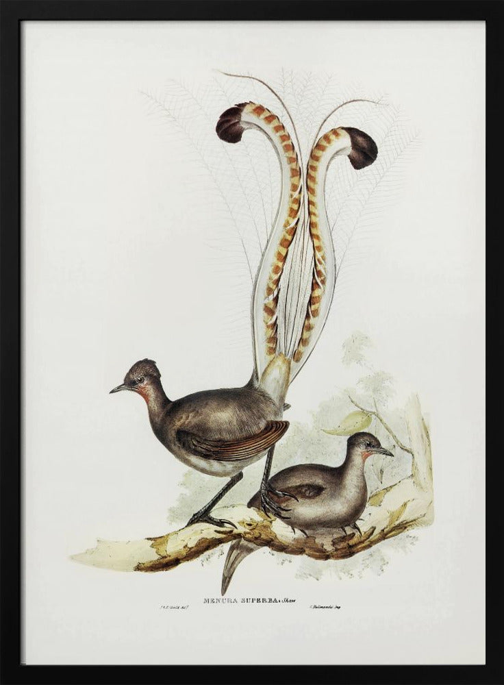 Lyre Bird Poster