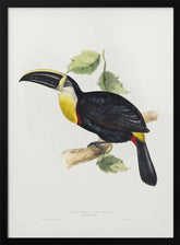 Osculant Toucan Poster