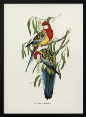 Rose Hill Parakeet Poster