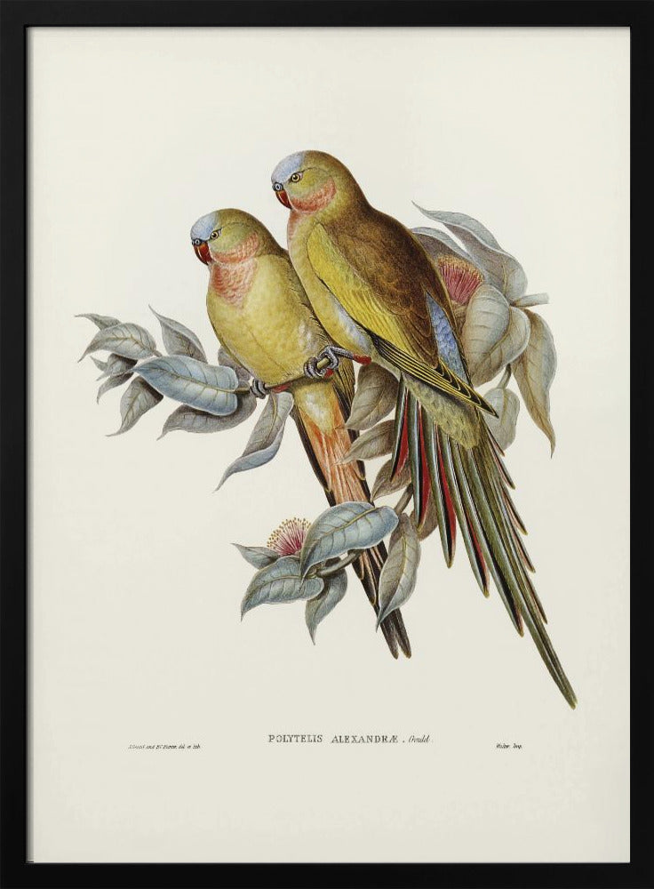 The Princess of Wales&#039;s Parakeet Poster