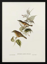 White Breasted Zosterops Poster