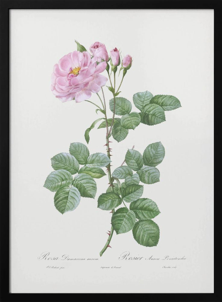 Aurora Poniatowska, Les Roses (1817–1824) Poster