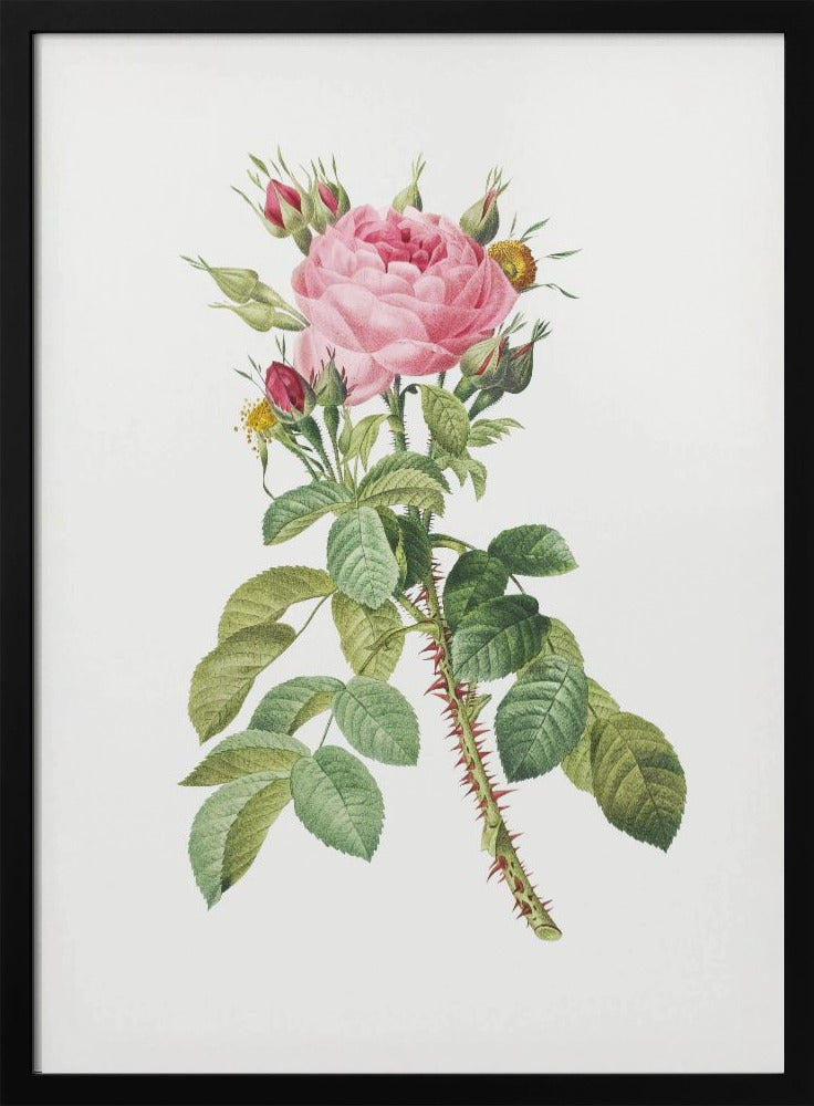 Rosa Bifera Macrocarpa, Les Roses (1817–1824) Poster